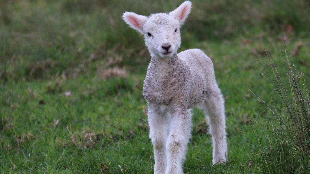 8 Adorable baby animal facts