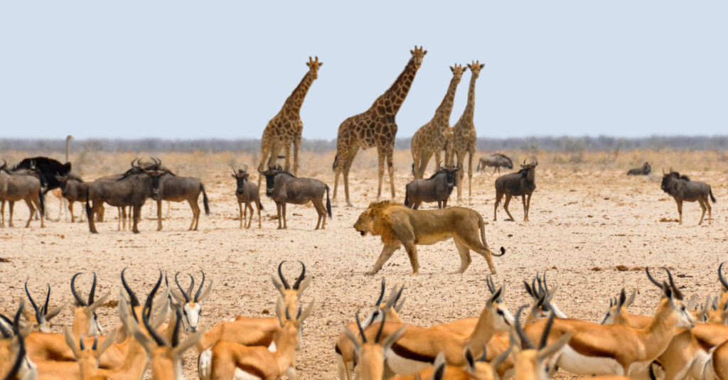 Wild animals in their natural habitat